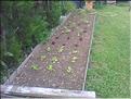 Potager-1